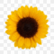 Sunflower Therapy Services